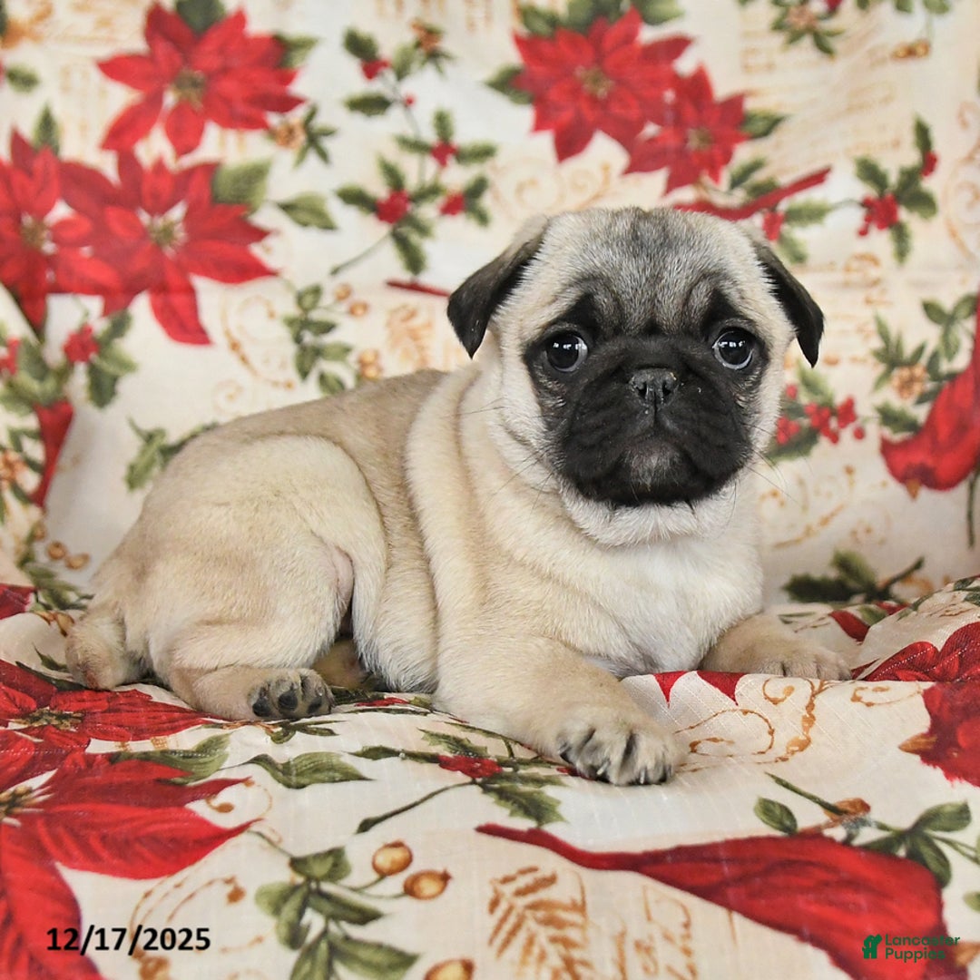 Pug dogs for sale: Diamond - Ad 2