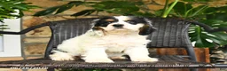 English Cocker Spaniel dogs for sale: Coconut - Ad 3