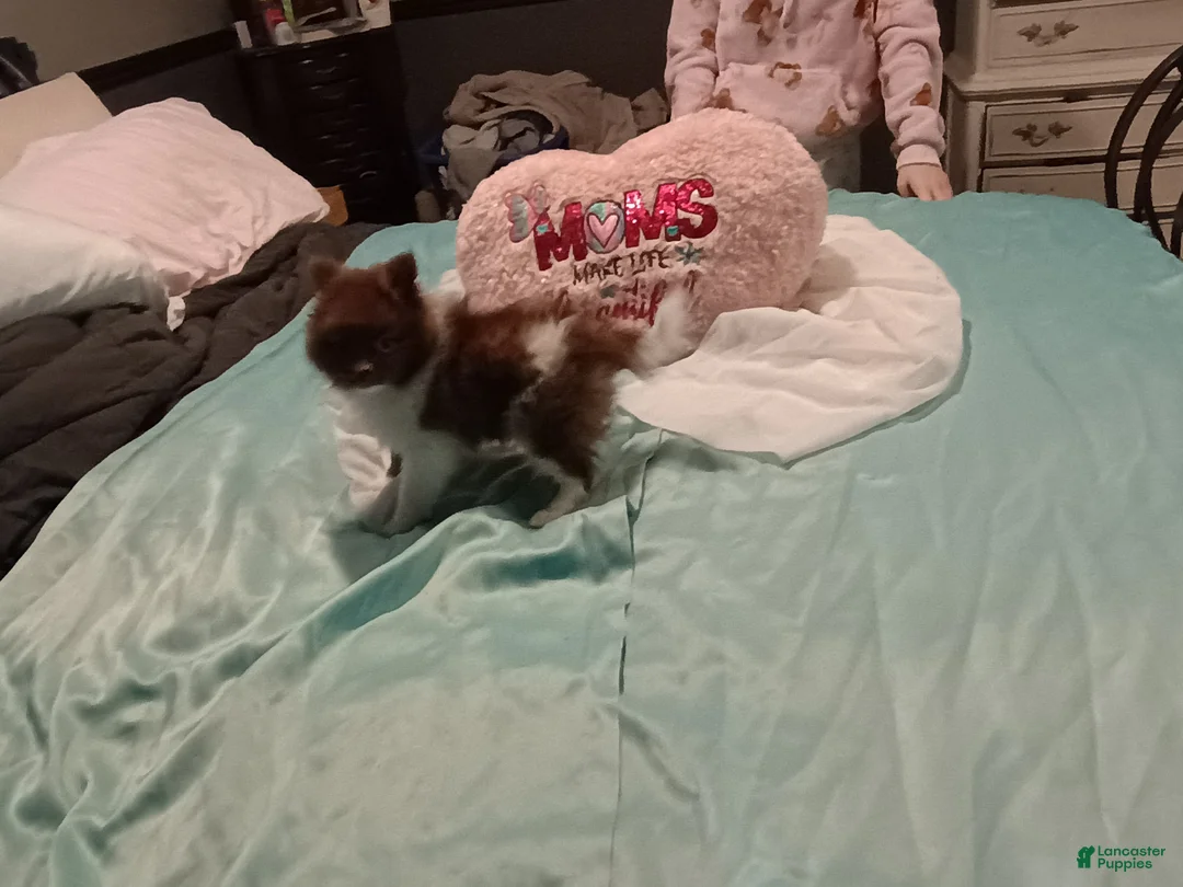 Pomeranian dogs for sale: Pomeranian 1 - Ad 1