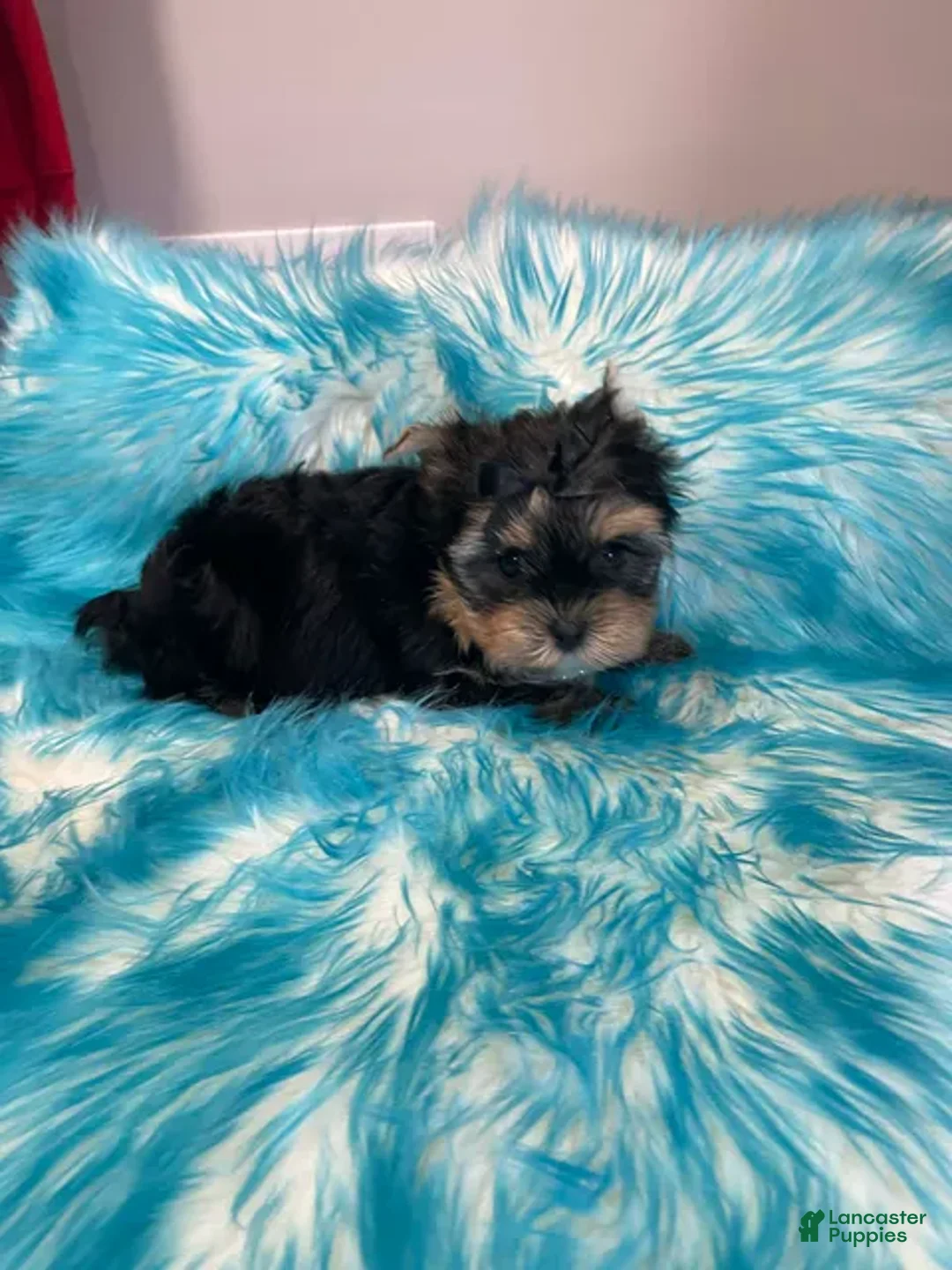 Yorkshire Terrier dogs for sale: Duncan_Male - Ad 1