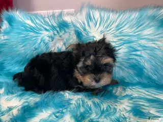Yorkshire Terrier dogs Duncan_Male - Ad 21