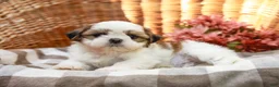 Shih Tzu dogs for sale: Anthony - Ad 4