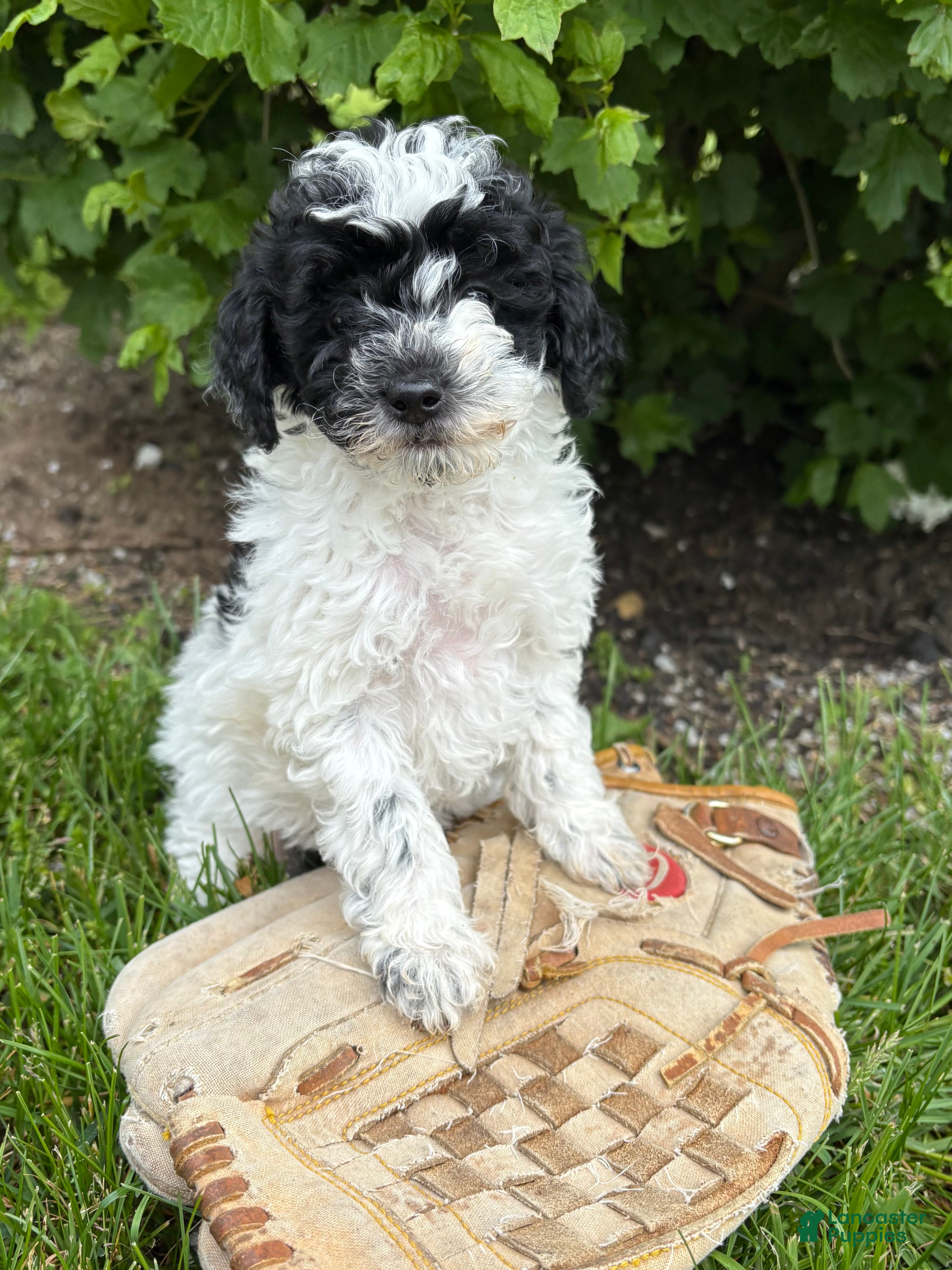 Miniature Poodle dogs Poppy - Ad 2