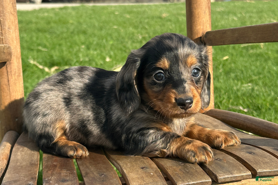 Dachshund dogs King - Ad 32