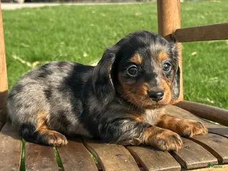 Dachshund dogs King - Ad 32
