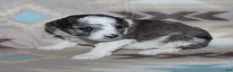 Miniature Poodle dogs for sale: Reserved Harlee’s black merle parti female - Ad 14