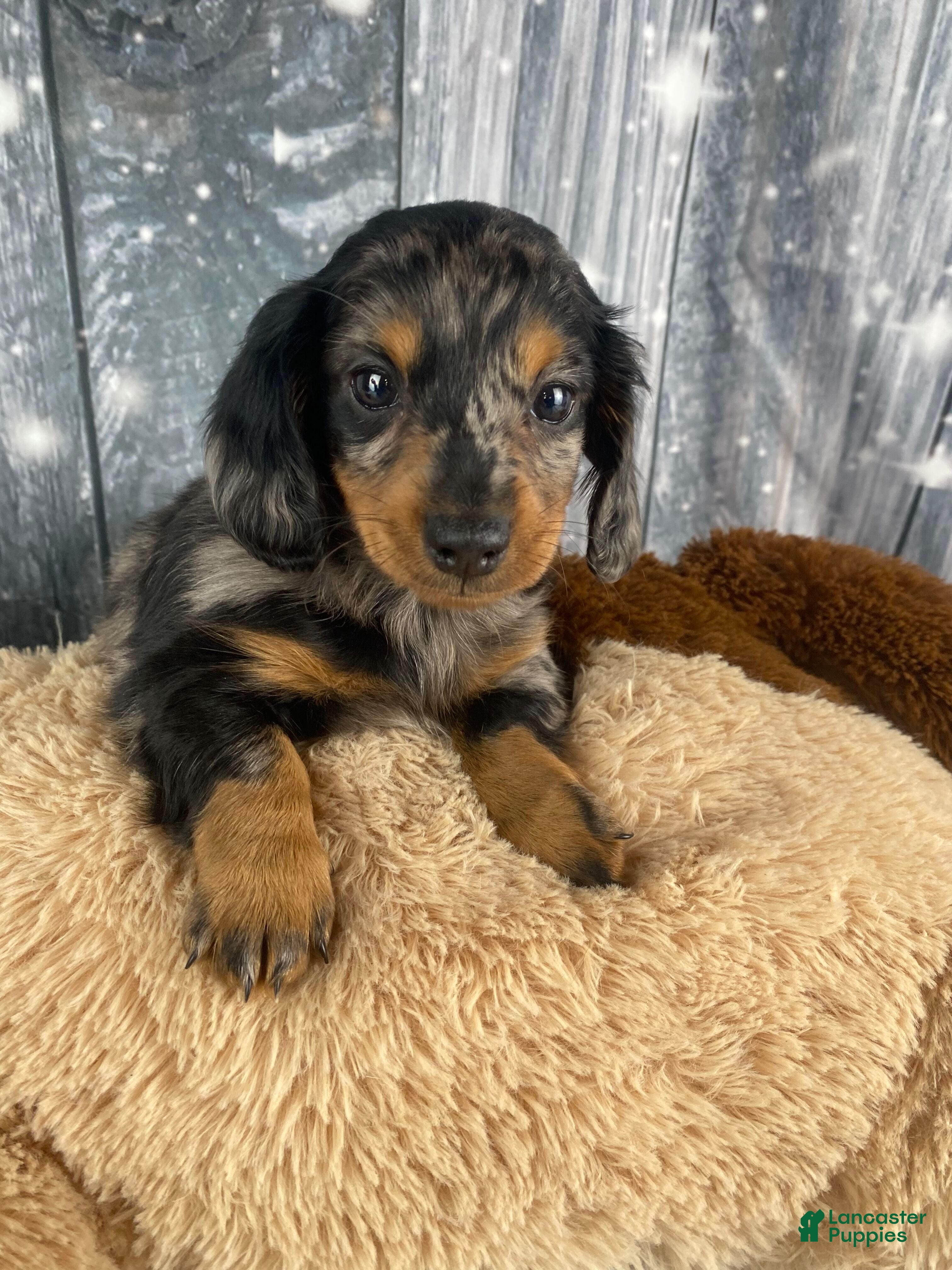 Miniature Dachshund dogs Molly - Ad 1