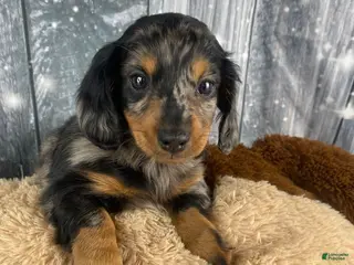 Miniature Dachshund dogs Molly - Ad 1