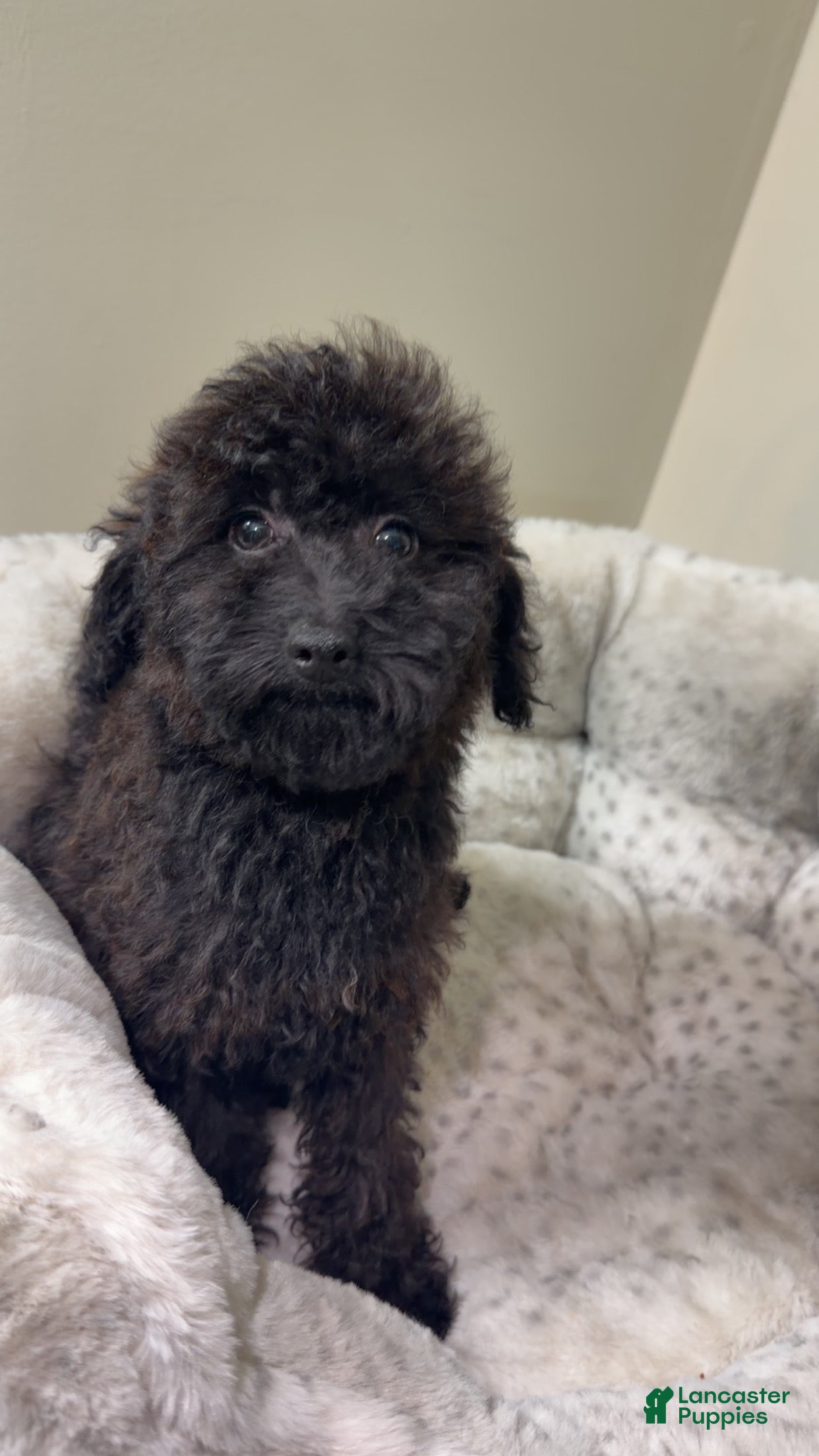 Yorkiepoo dogs Skyler  - Ad 39
