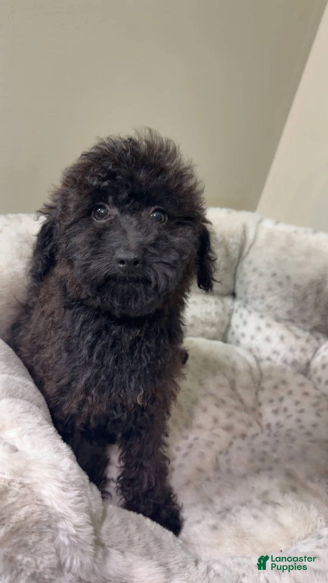 Yorkiepoo dogs for sale: Skyler  - Ad 1