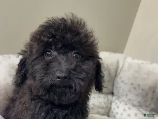 Yorkiepoo dogs Skyler - Ad 3