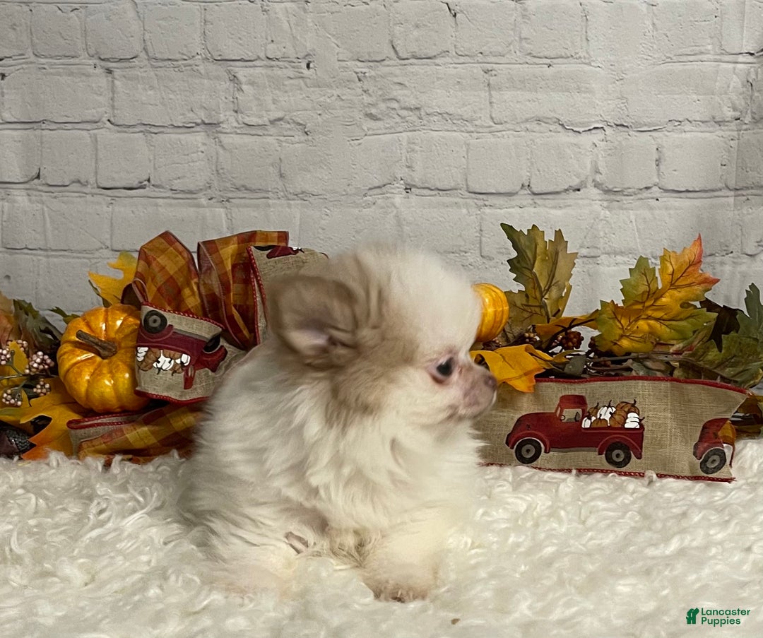 Chihuahua dogs for sale: Chihuahua Puppy 1 - Ad 2