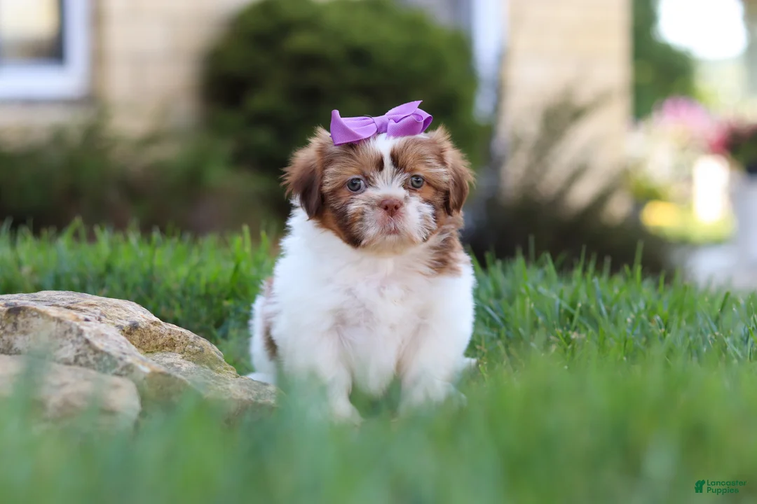 Shih Tzu dogs for sale: Honey - Ad 1