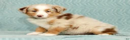 Australian Shepherd dogs for sale: Rio - Ad 1