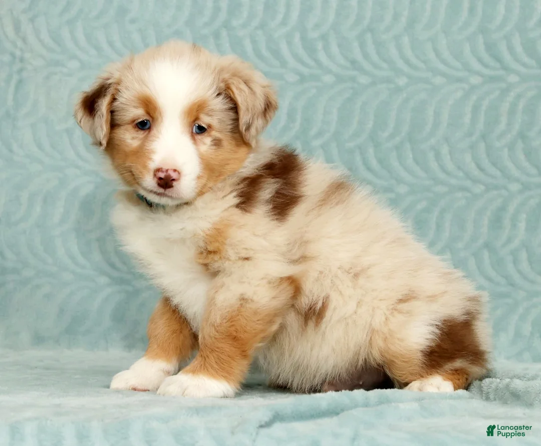 Australian Shepherd dogs for sale: Rio - Ad 1