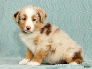 Australian Shepherd dogs Rio - Ad 3