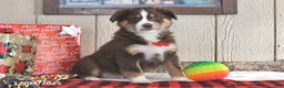 Australian Shepherd dogs for sale: Dasher - Ad 2