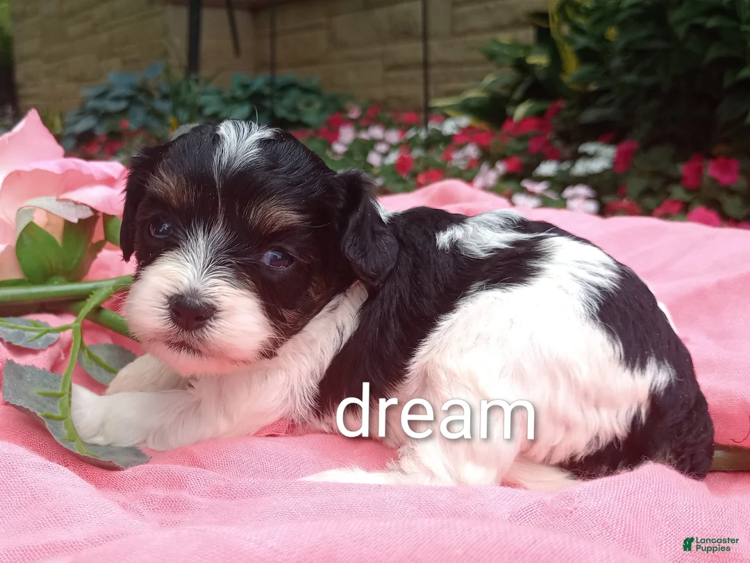 Cavapoo dogs for sale: Indy - Ad 1