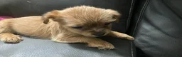 Mixed Breed dogs for sale: Unique - Ad 12