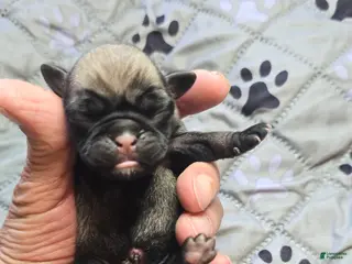 Pug dogs for sale: Christy - Ad 3