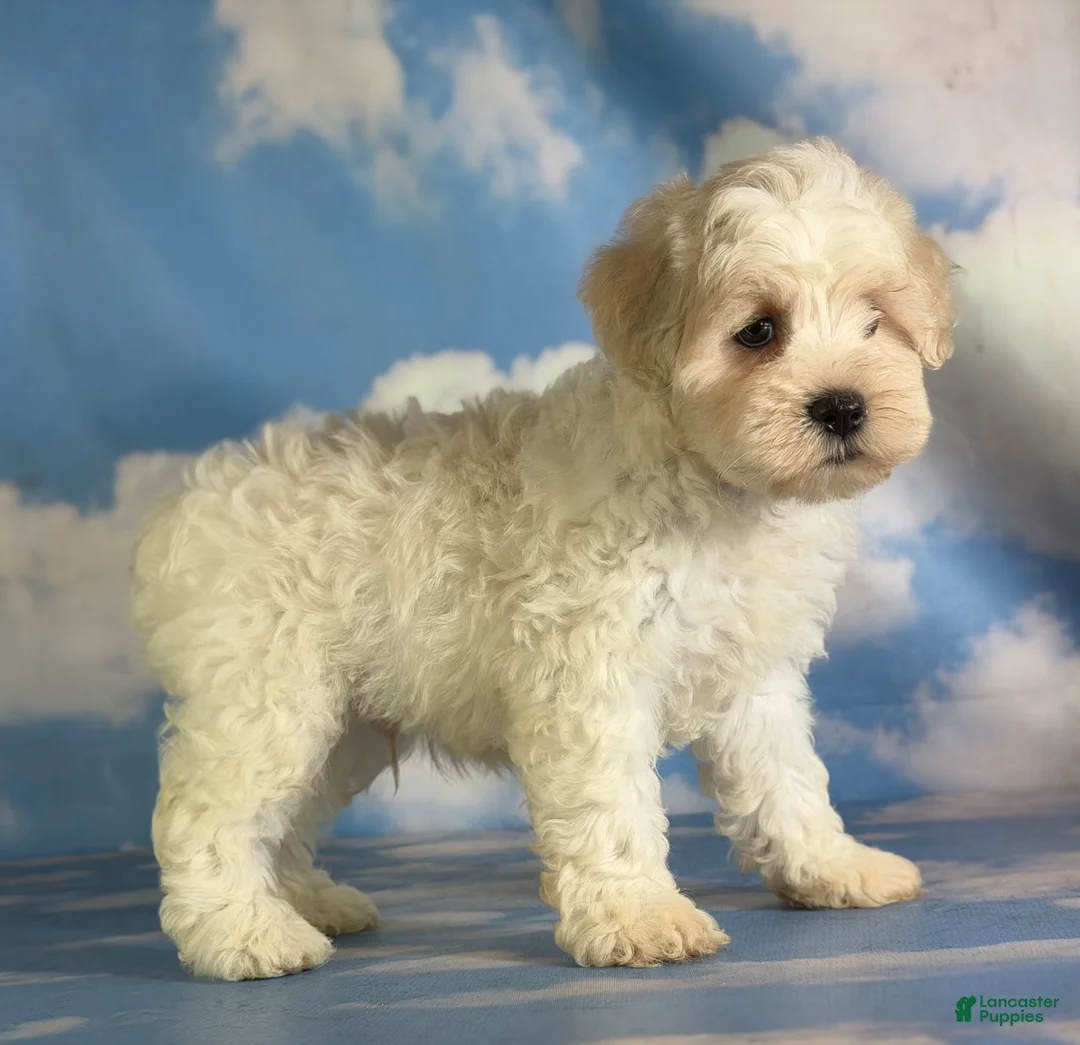 Schnoodle dogs for sale: Pipsqueak - Ad 17
