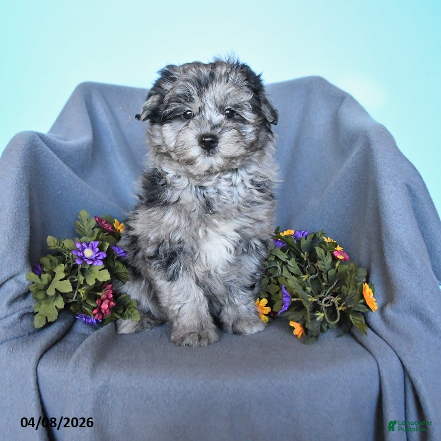 Pomapoo dogs Simson - Ad 1