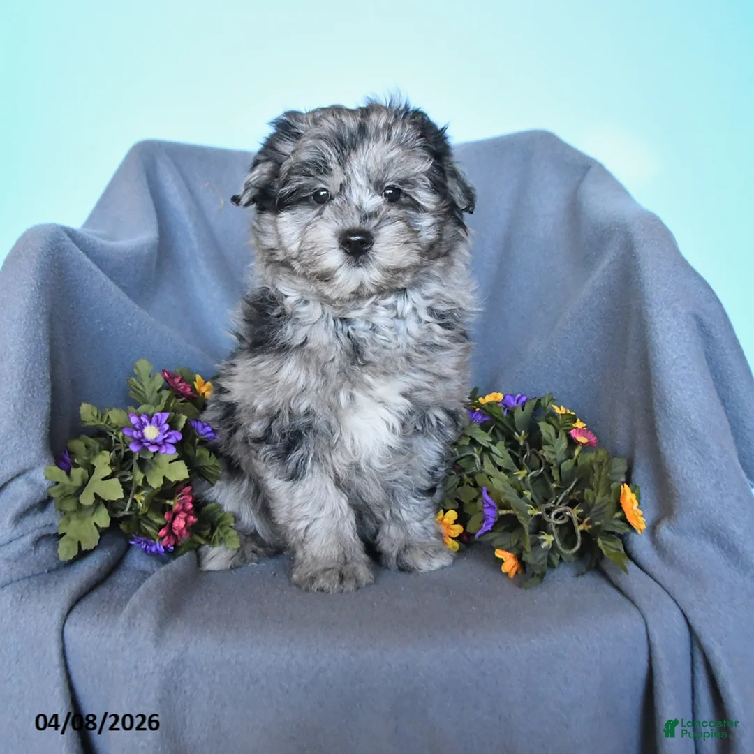 Pomapoo dogs for sale: Simson - Ad 1