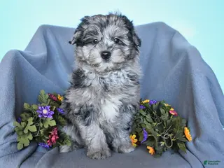 Pomapoo dogs for sale: Simson - Ad 1