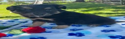 Toy Australian Shepherd dogs for sale: Bingo - Ad 3
