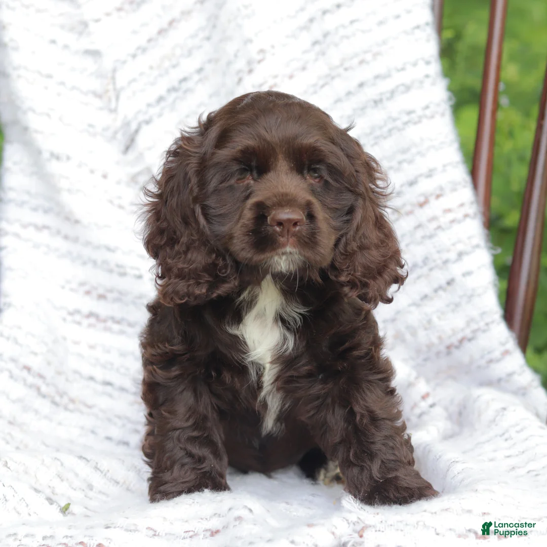Cocker Spaniel dogs for sale: Kelly - Ad 1