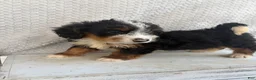 Mini Bernedoodle dogs for sale: Summer - Ad 6