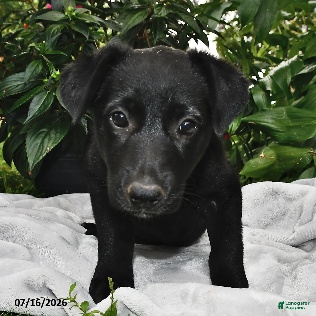 Sheprador dogs for sale: Dike  - Ad 2
