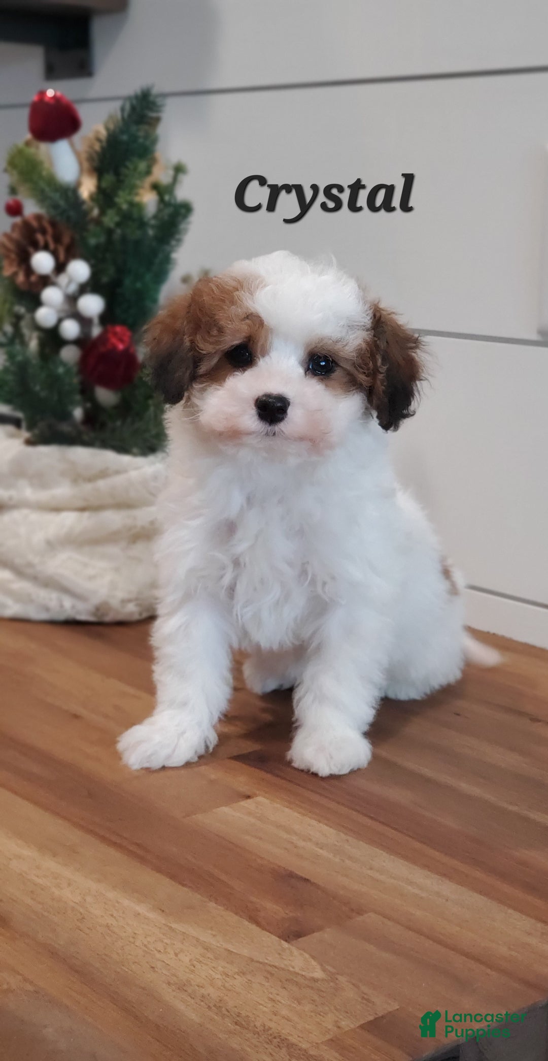 Cavapoo dogs for sale: Crystal  - Ad 2