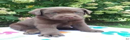 Labrador Retriever dogs for sale: Nova  - Ad 14
