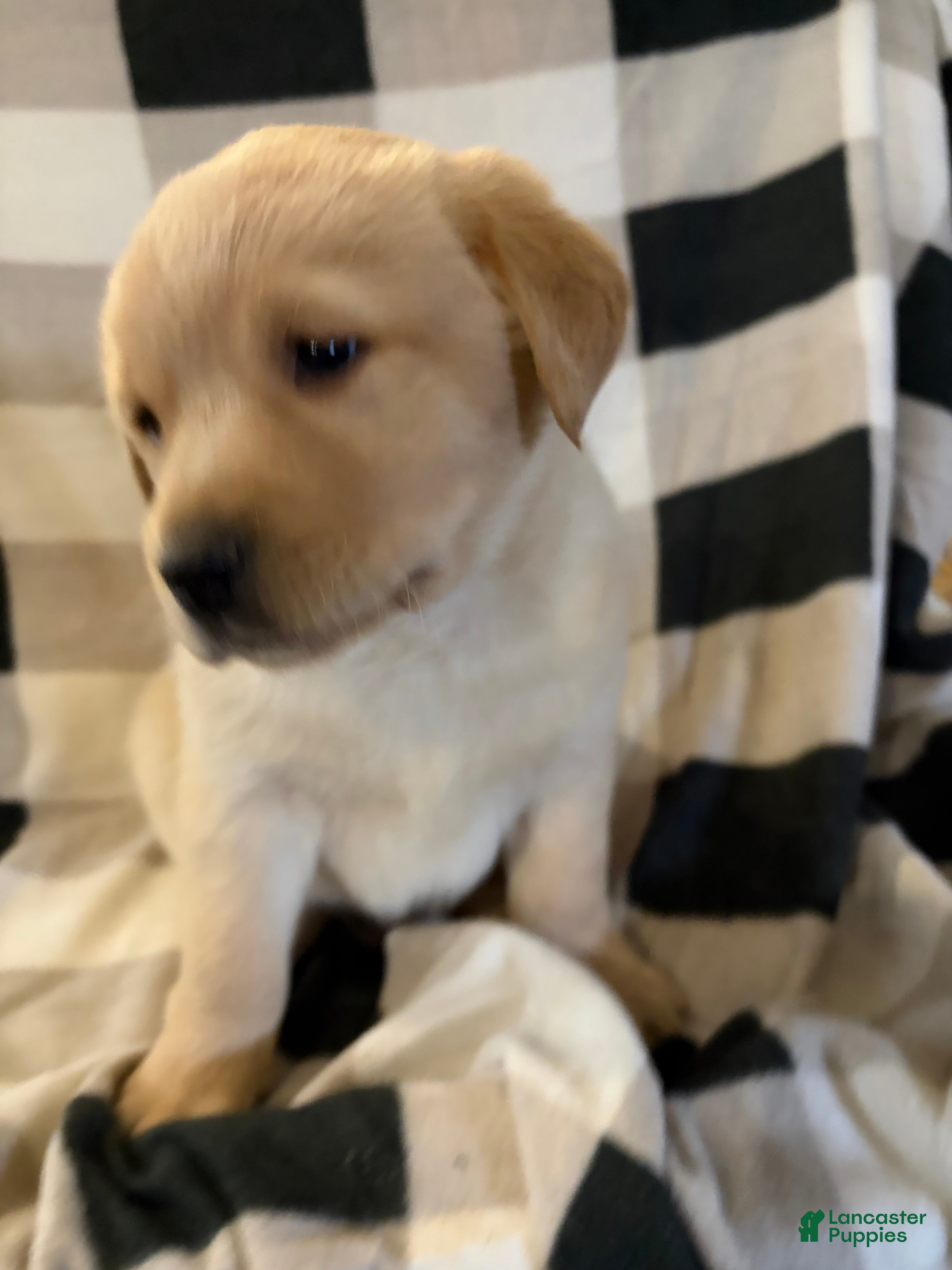 Labrador Retriever dogs  Puppy 1 - Ad 18