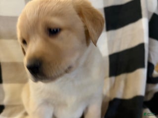 Labrador Retriever dogs Puppy 1 - Ad 33