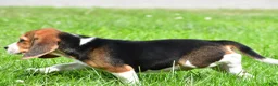 Beagle dogs for sale: Cassandra - Ad 9