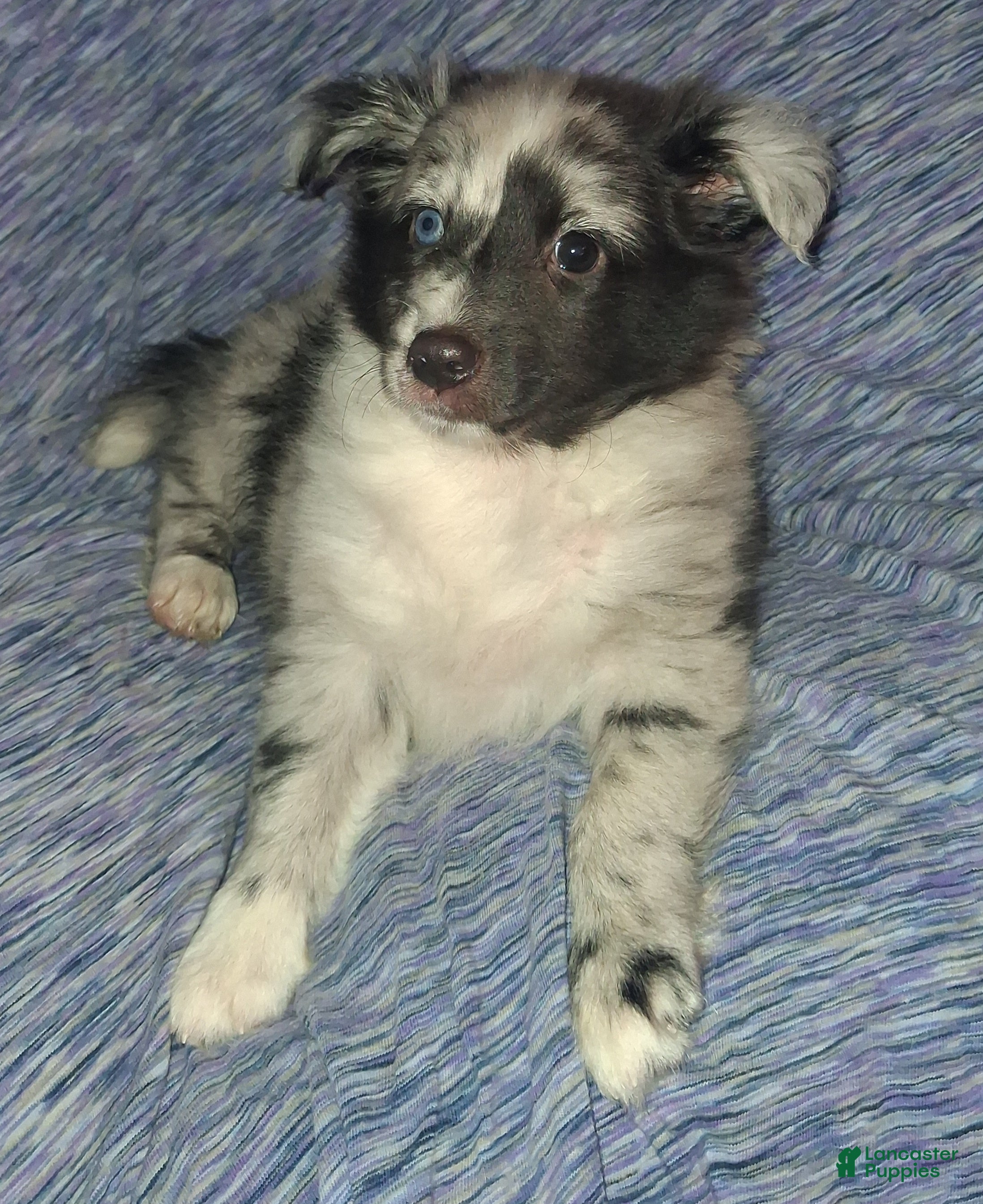 Shetland Sheepdog dogs Shetland Sheepdog Puppy 4 - Ad 1