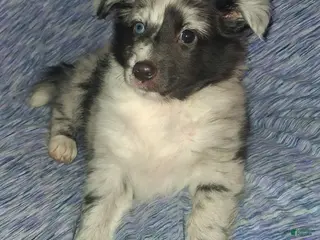 Shetland Sheepdog dogs Shetland Sheepdog Puppy 4 - Ad 1