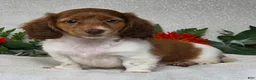 Miniature Dachshund dogs for sale: Jarvis - Ad 3