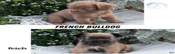 French Bulldog dogs for sale: Ozzy - Ad 11