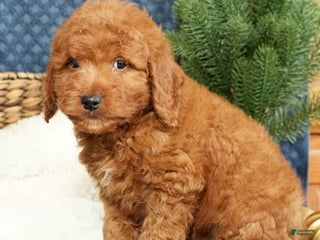 Mini Goldendoodle dogs Cameron - Ad 30