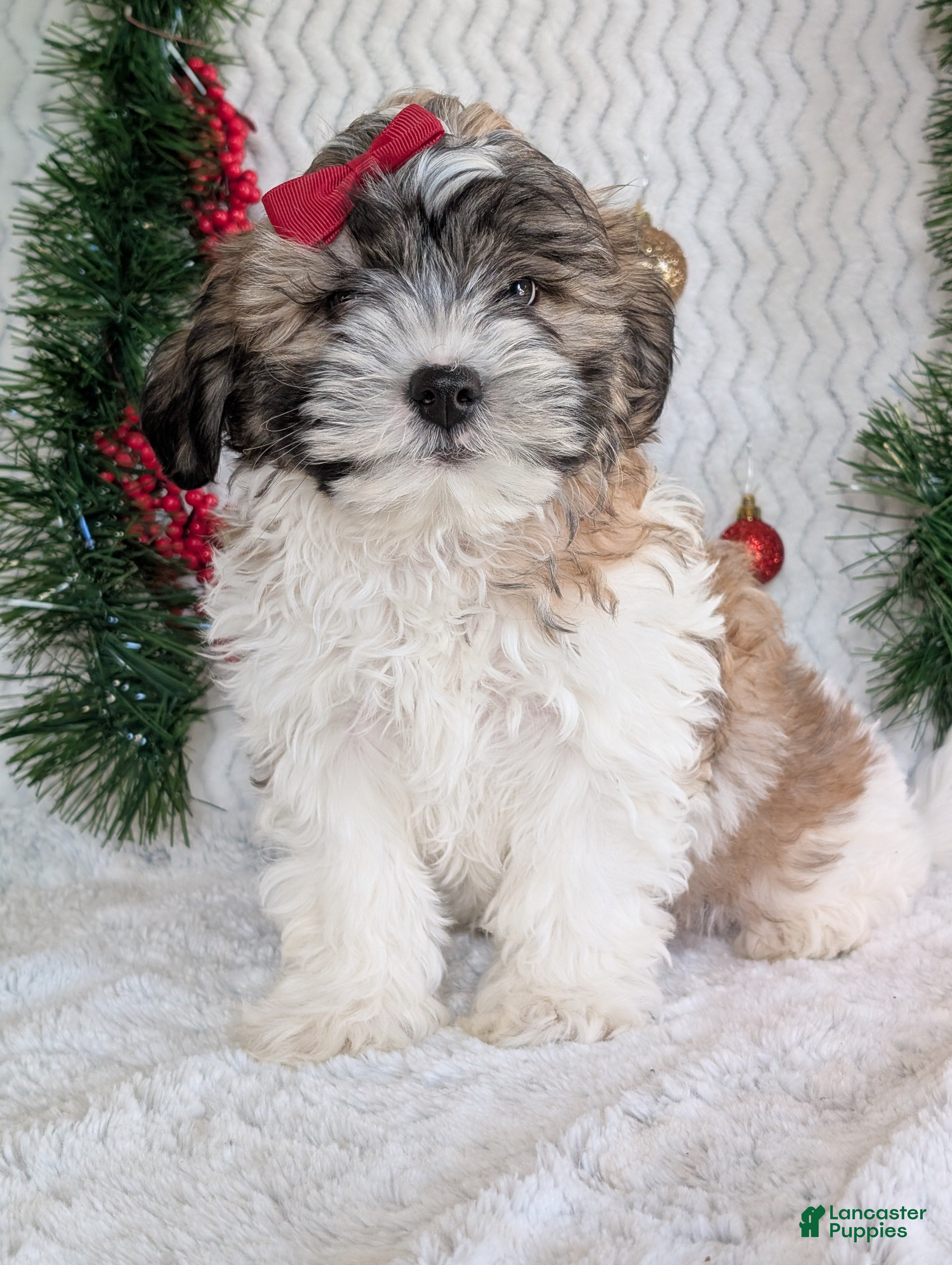 Teddy Bear dogs Kody - Ad 2