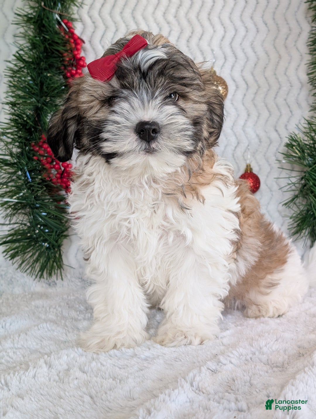 Teddy Bear dogs for sale: Kody - Ad 1