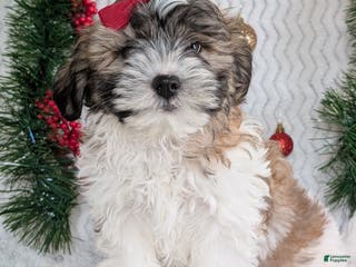 Teddy Bear dogs Kody - Ad 39