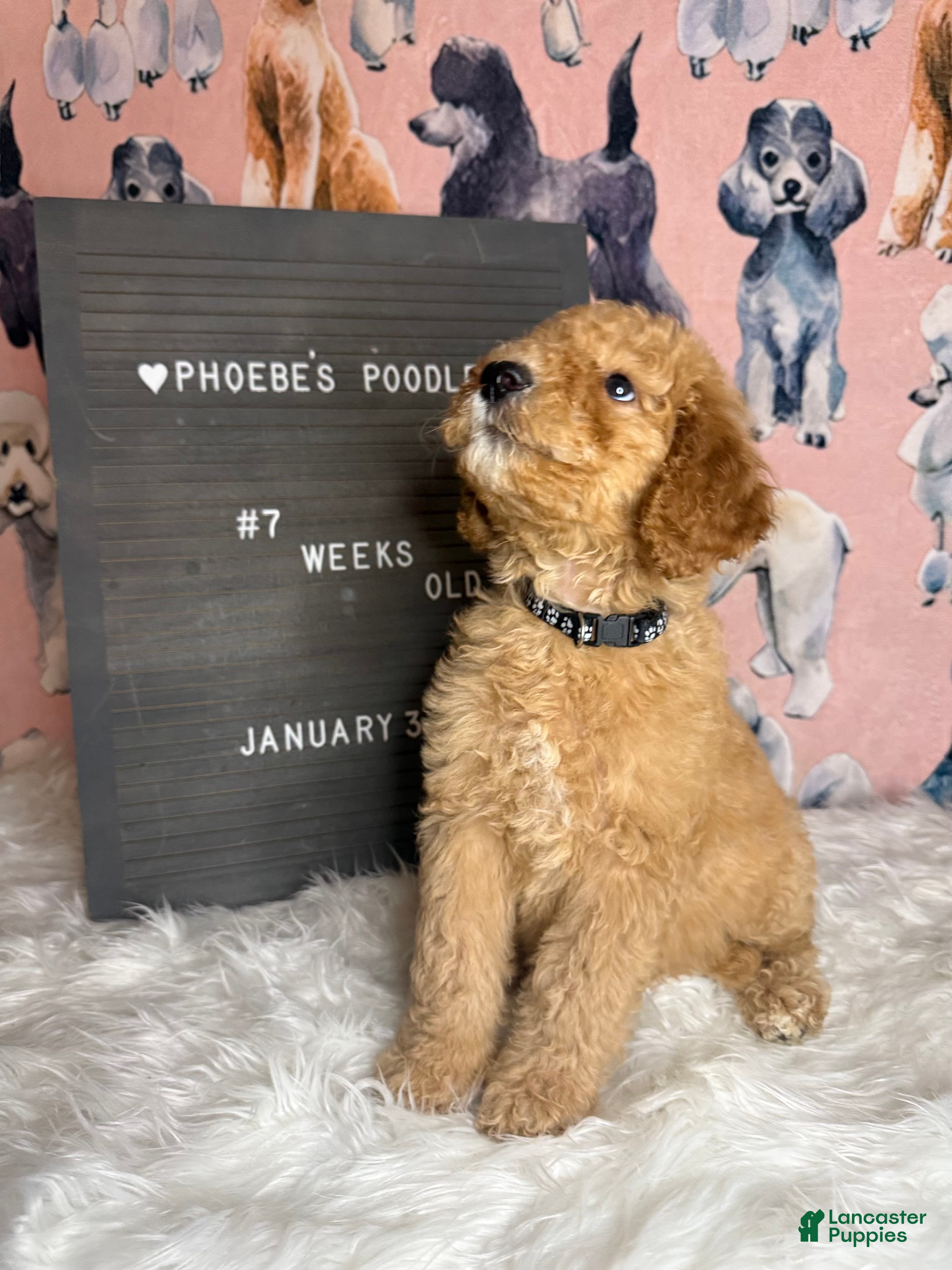 Standard Poodle dogs Standard Poodle Puppy 3 - Ad 1