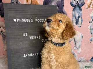 Standard Poodle dogs Standard Poodle Puppy 3 - Ad 14