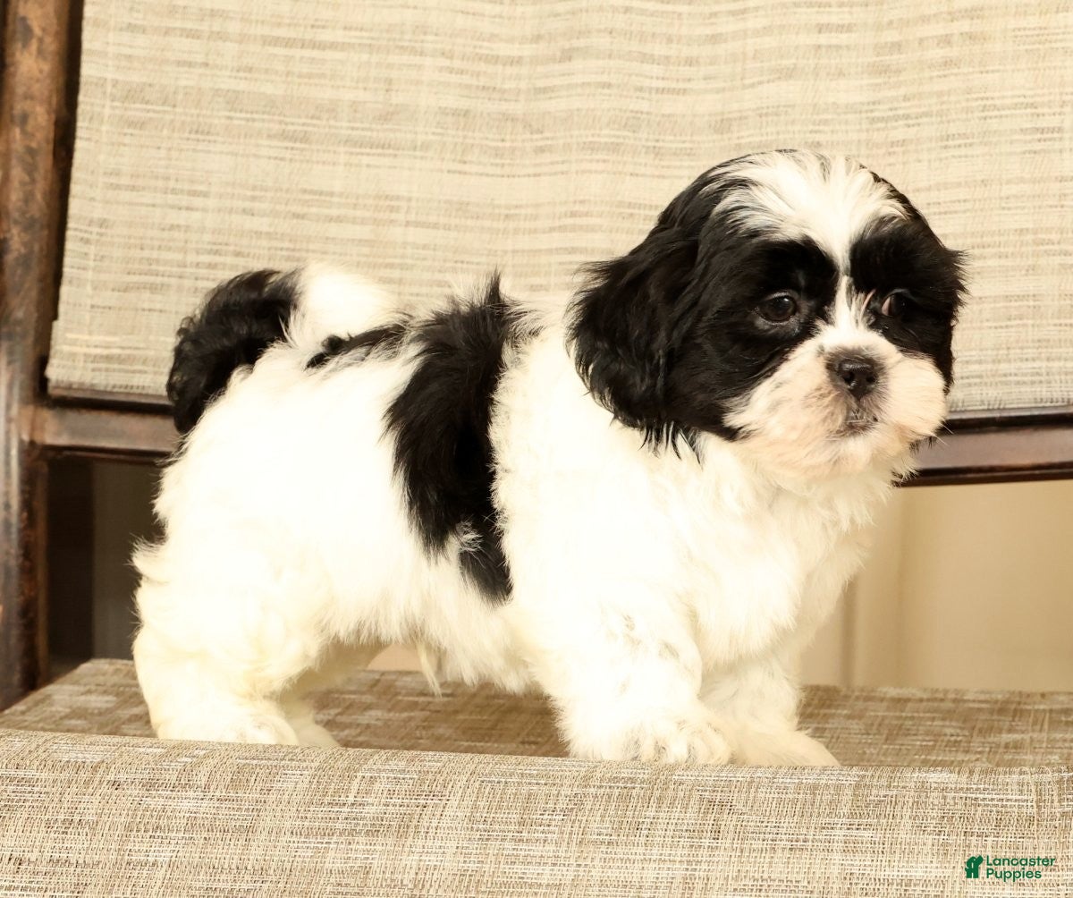 Malshi dogs for sale: Manny - Ad 4
