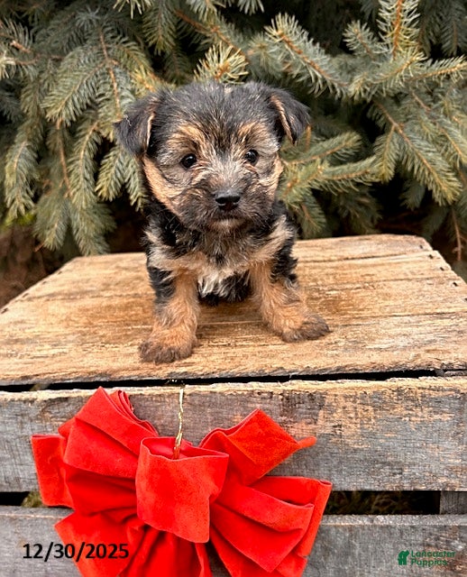 Morkie dogs Murphy - Ad 5