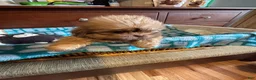 Shih Tzu dogs for sale: Caramel  - Ad 3